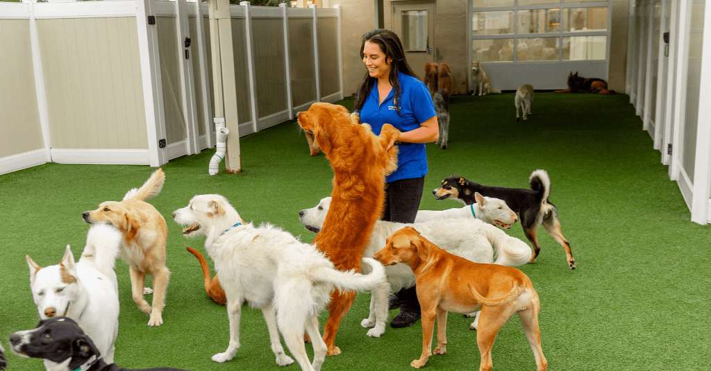 K9 Resorts Luxury Pet Hotel is preparing a Troy, Michigan site as its second location in the state.